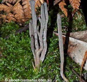 Clavulina tasmanica