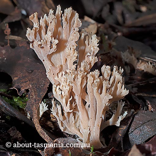 Clavulina vinaceocervina, Tasmania, fungi
