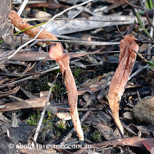 Clavulina vinaceocervina, Tasmania, fungi
