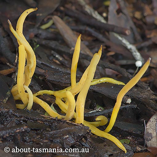 Clavulinopsis depokensis, Tasmania, fungi