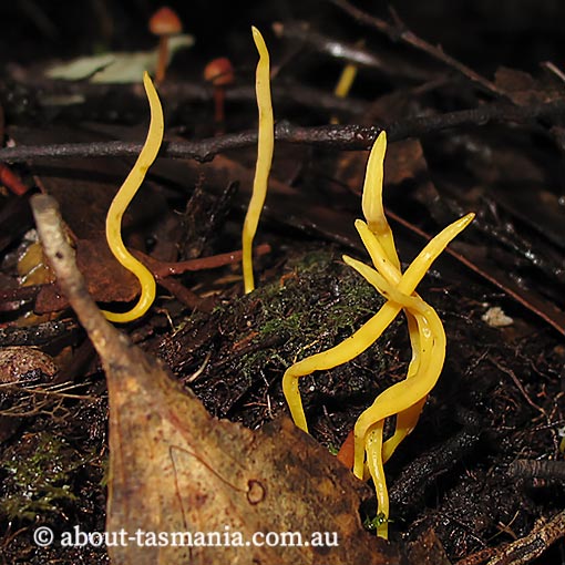Clavulinopsis depokensis, Tasmania, fungi