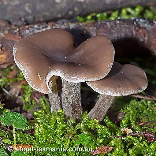 Clitocybe brunneoceracea, Tasmania, fungi
