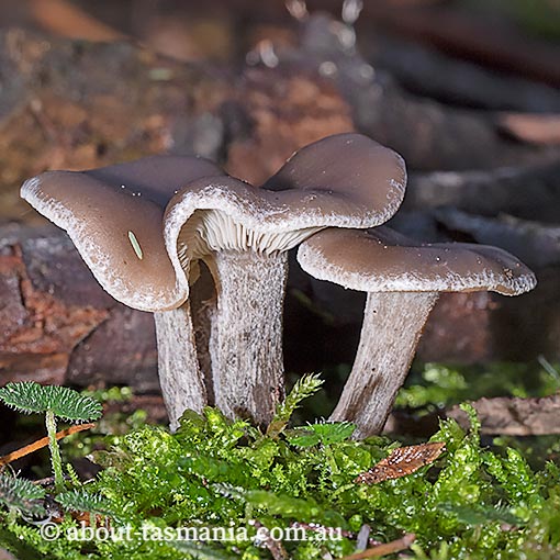 Clitocybe brunneoceracea, Tasmania, fungi