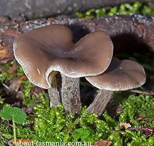 Clitocybe brunneoceracea