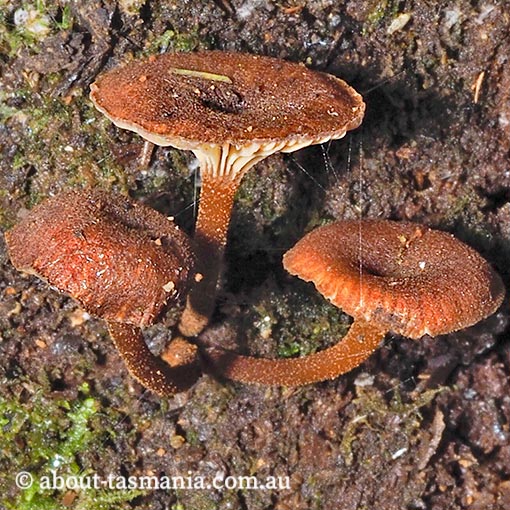 Clitocybula 'brick red', Tasmania, fungi