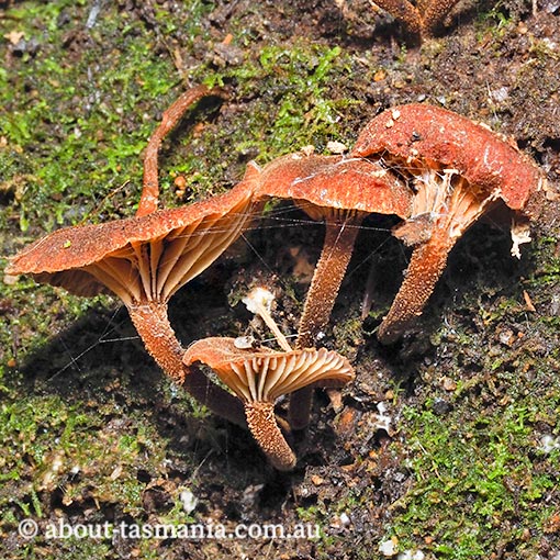 Clitocybula 'brick red', Tasmania, fungi