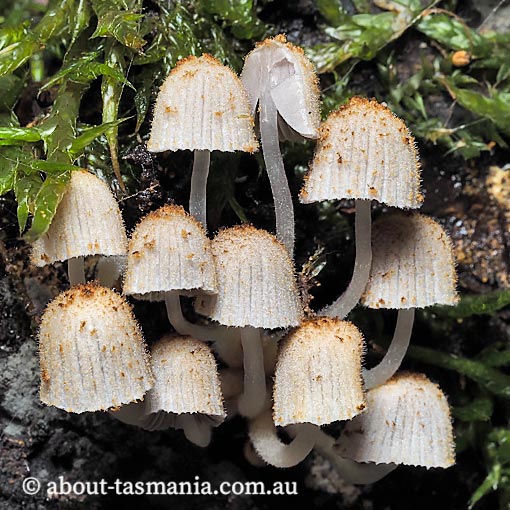 Coprinus sp., Tasmania, fungi