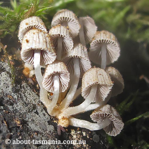 Coprinus sp., Tasmania, fungi