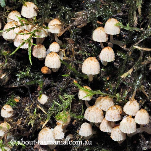 Coprinus sp., Tasmania, fungi