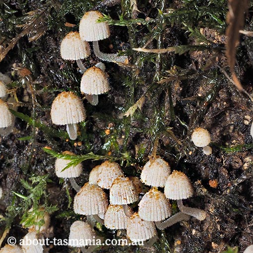 Coprinus sp., Tasmania, fungi