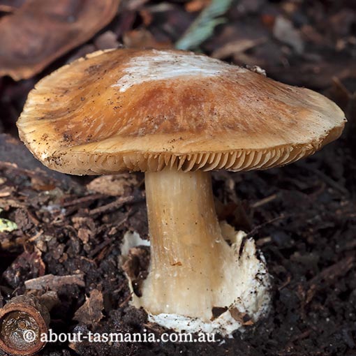 Cortinarius phalarus, Tasmania, fungi