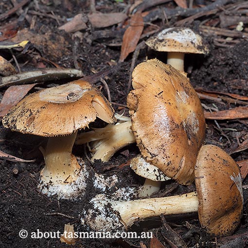 Cortinarius phalarus, Tasmania, fungi