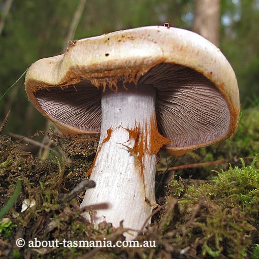Cortinarius sp., Tasmania, fungi