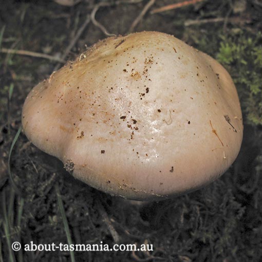 Cortinarius sp., Tasmania, fungi