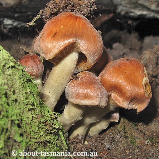 Cortinarius sp., Tasmania, fungi
