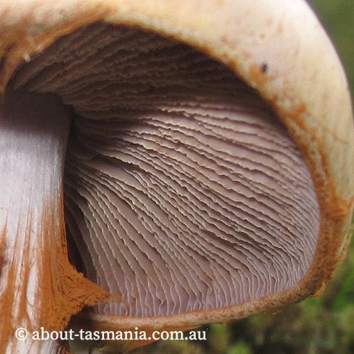 Cortinarius sp., Tasmania, fungi