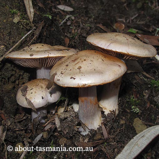 Cortinarius sp., Tasmania, fungi