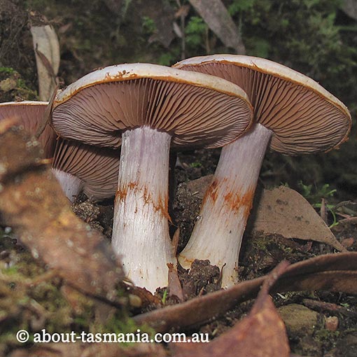 Cortinarius sp., Tasmania, fungi