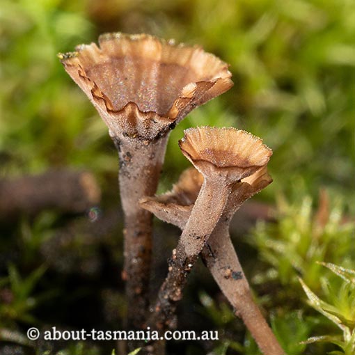 Cotylidia undulata, Tasmania, fungi