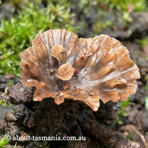 Cotylidia undulata, Tasmania, fungi