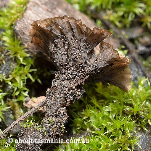 Cotylidia undulata, Tasmania, fungi