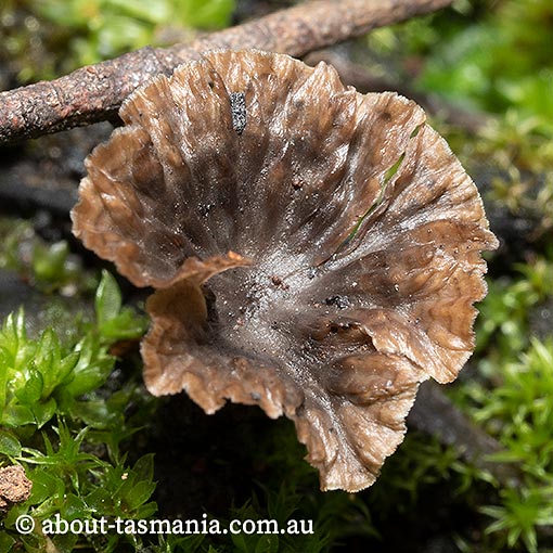 Cotylidia undulata, Tasmania, fungi