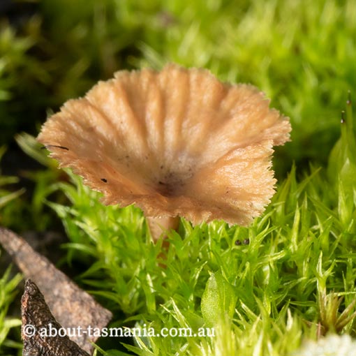 Cotylidia undulata, Tasmania, fungi