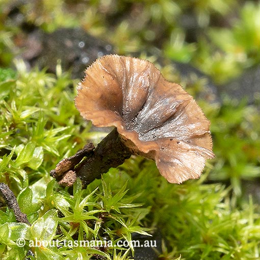 Cotylidia undulata, Tasmania, fungi