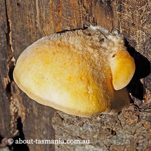 Crepidotus aff. stromaticus,  Tasmania, fungi