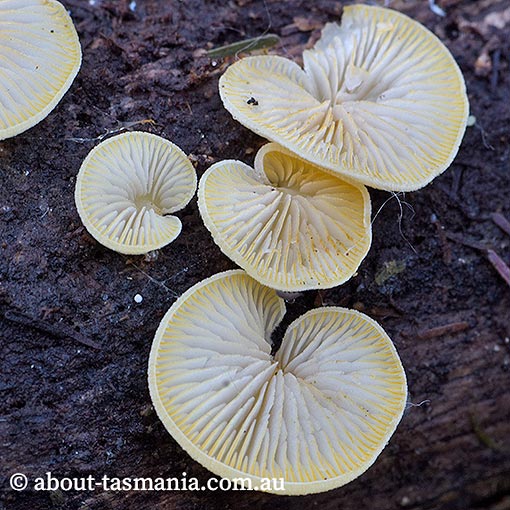 Crepidotus aff. stromaticus,  Tasmania, fungi