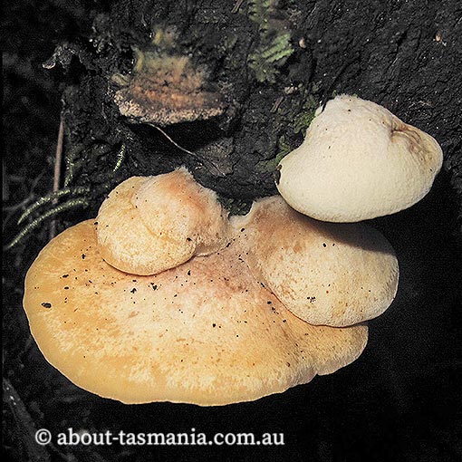 Crepidotus aff. stromaticus,  Tasmania, fungi