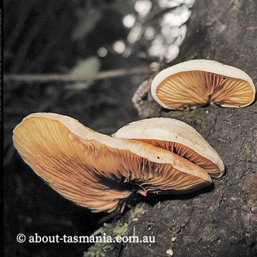 Crepidotus aff. stromaticus,  Tasmania, fungi