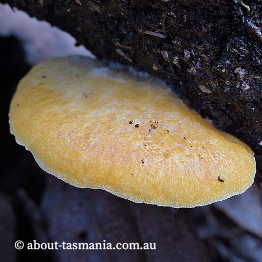 Crepidotus aff. stromaticus,  Tasmania, fungi