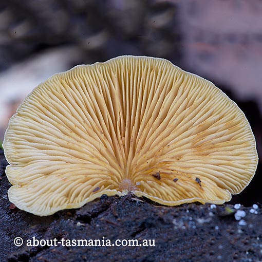 Crepidotus aff. stromaticus,  Tasmania, fungi