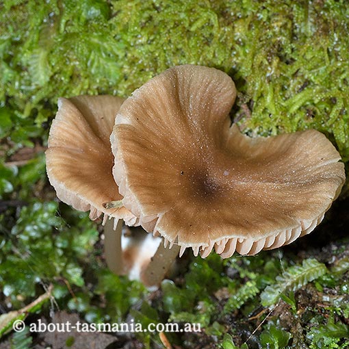 Entoloma camarophyllus, Tasmania, fungi