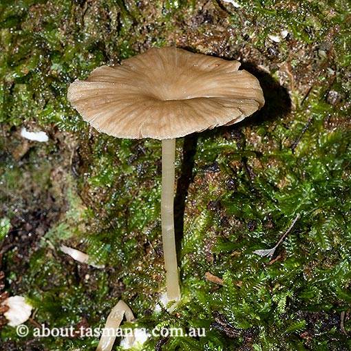 Entoloma camarophyllus, Tasmania, fungi