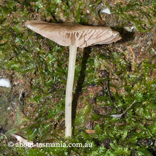 Entoloma camarophyllus, Tasmania, fungi