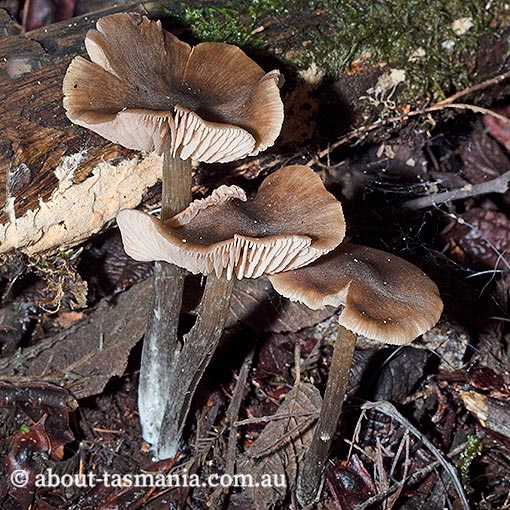Entoloma chrysopus, Tasmania, fungi