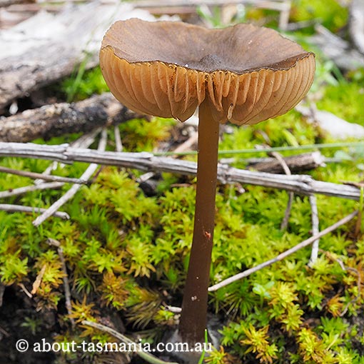 Entoloma chrysopus, Tasmania, fungi