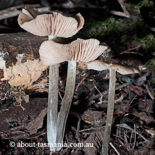 Entoloma chrysopus, Tasmania, fungi