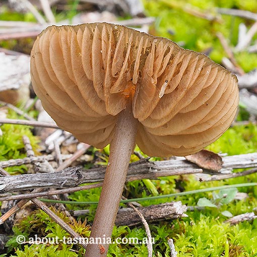 Entoloma chrysopus, Tasmania, fungi