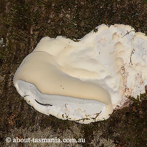 Fomes hemitephrus, Tasmania, fungi