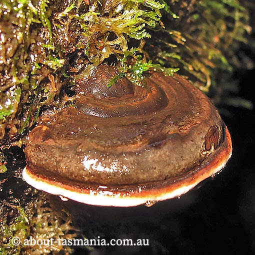 Fomes hemitephrus, Tasmania, fungi