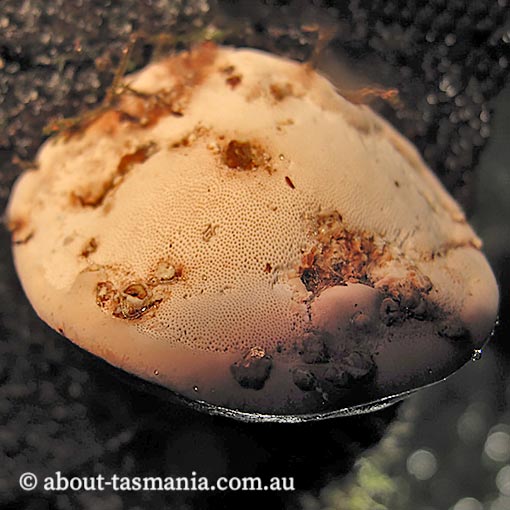 Fomes hemitephrus, Tasmania, fungi