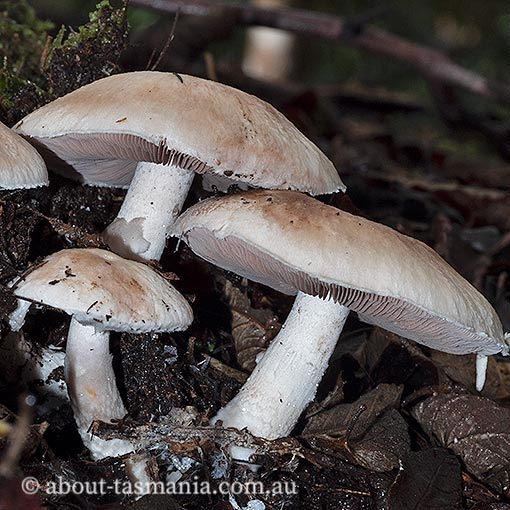 Hebeloma victoriense, Tasmania, fungi