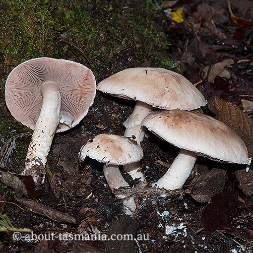 Hebeloma victoriense, Tasmania, fungi