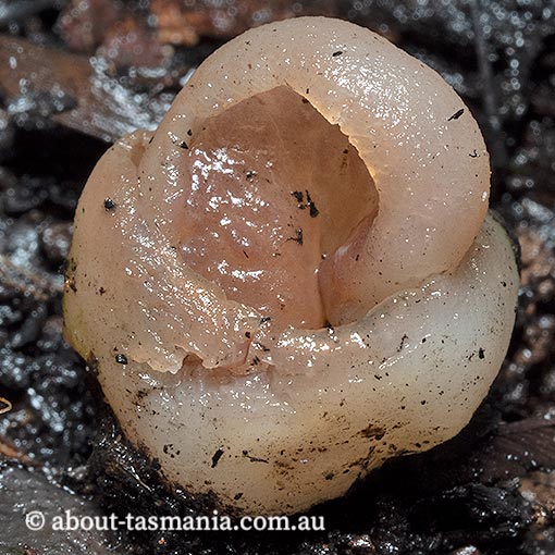Hydnoplicata convoluta, Tasmania, fungi