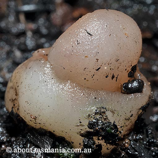 Hydnoplicata convoluta, Tasmania, fungi