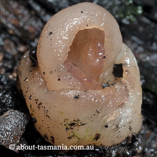 Hydnoplicata convoluta, Tasmania, fungi
