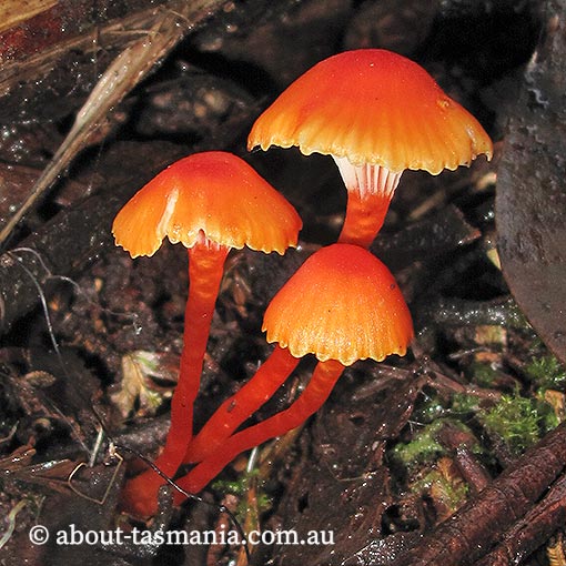 Hygrocybe erythrocrenata, Tasmania, fungi
